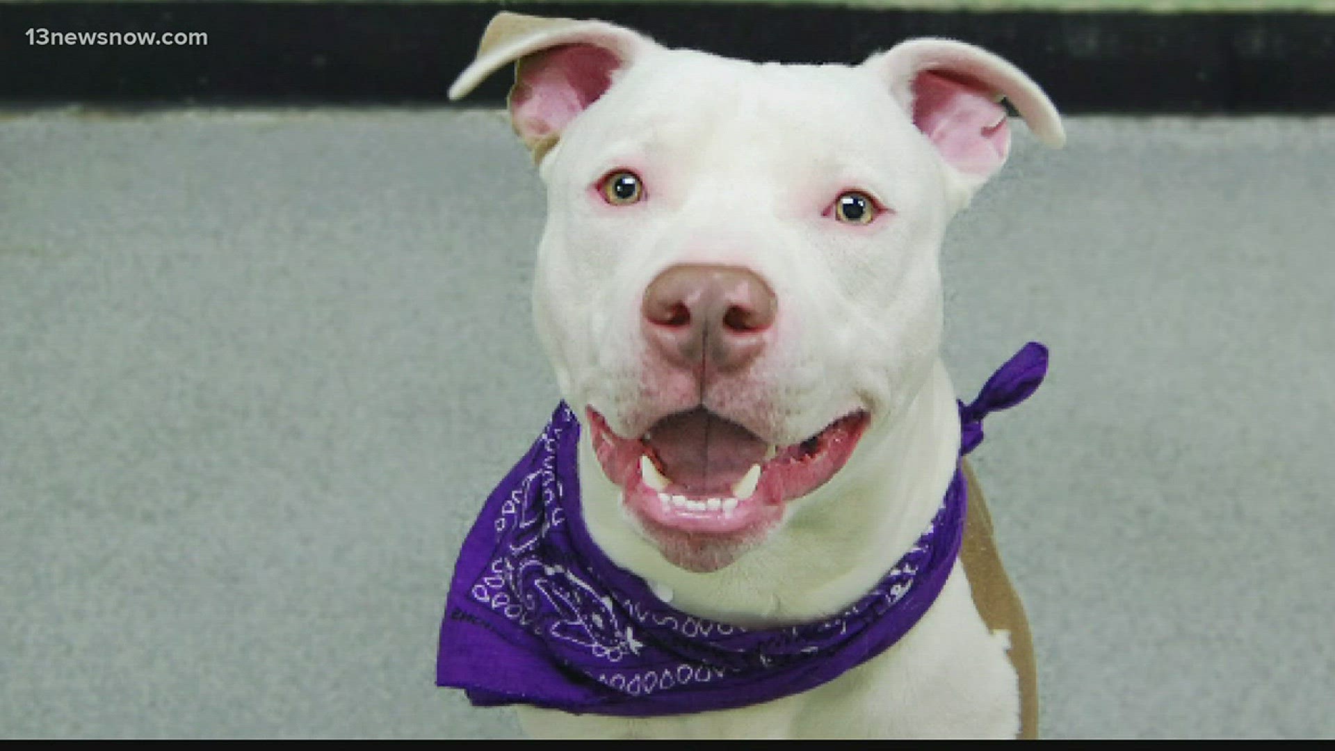 A bill is working its way through the General Assembly that aims to regulate animal training centers after a pit bull mauled a 90-year-old woman to death.