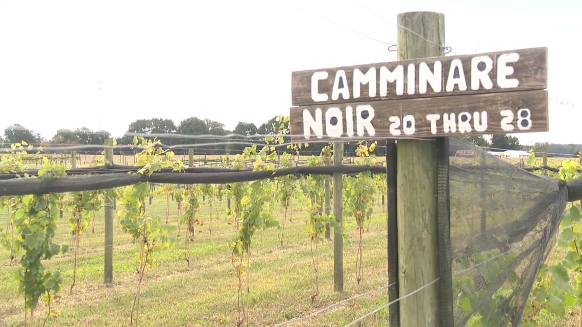 Warming winters bring deadly grape disease to Virginia wine country