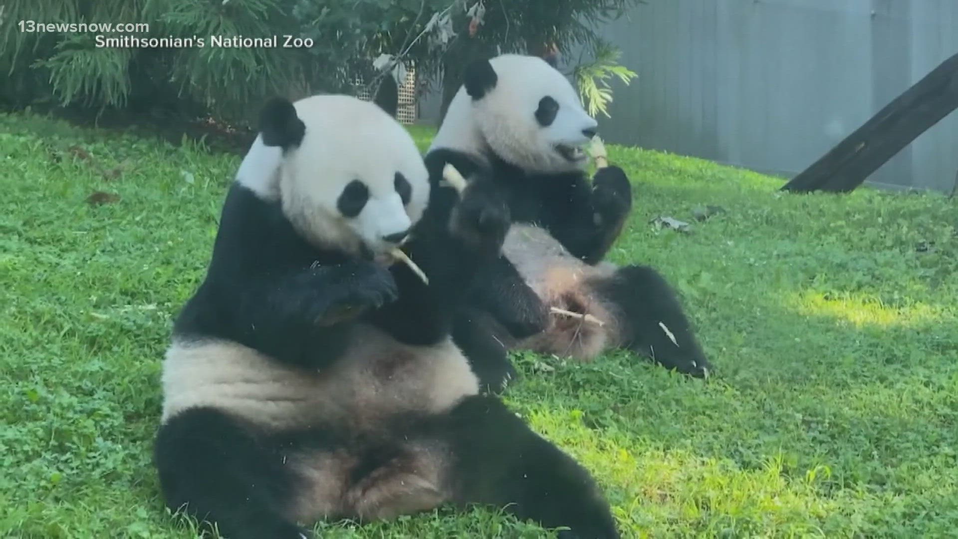 Ten days after three giant pandas left the National Zoo in D.C., Xi Jinping said following a meeting with Biden that the pandas are 'envoys of friendship'.