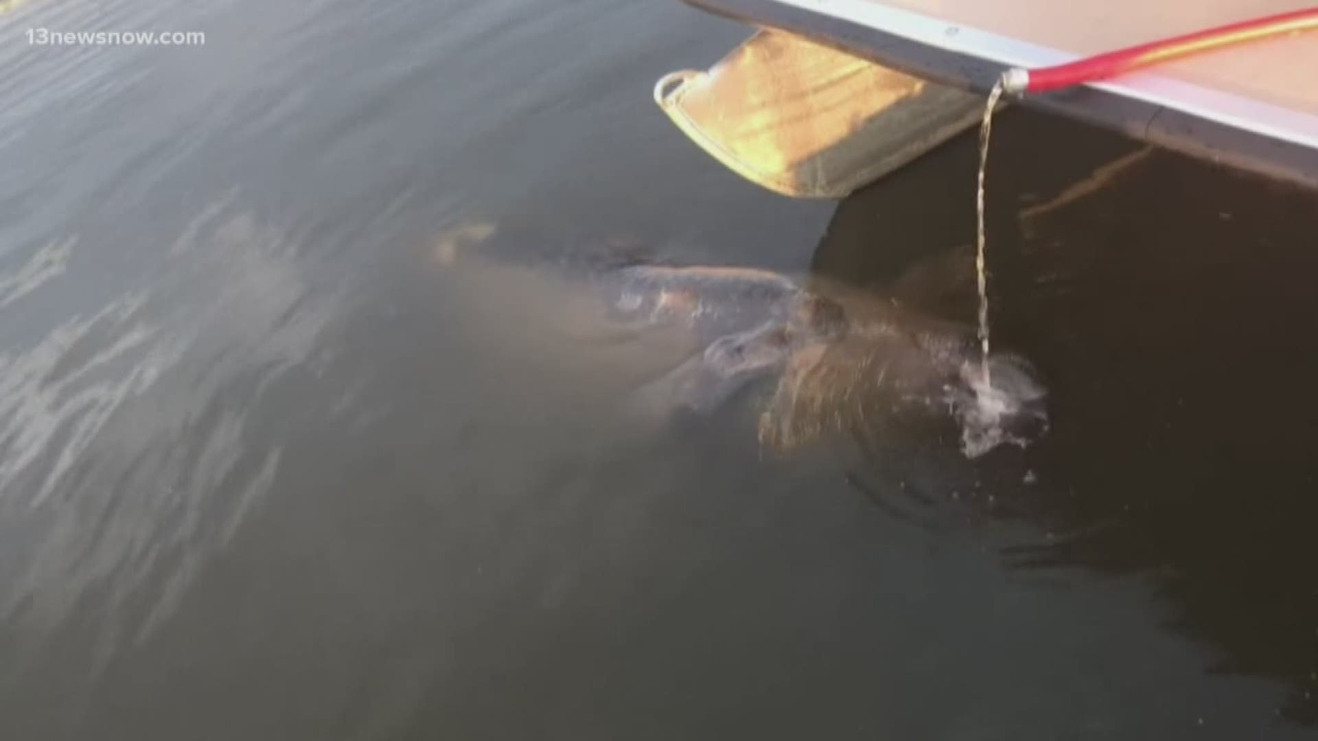 A video went viral of a manatee drinking water from a hose in Virginia Beach. The Virginia Aquarium is warning that it's very dangerous for them to get so close to boats and humans.