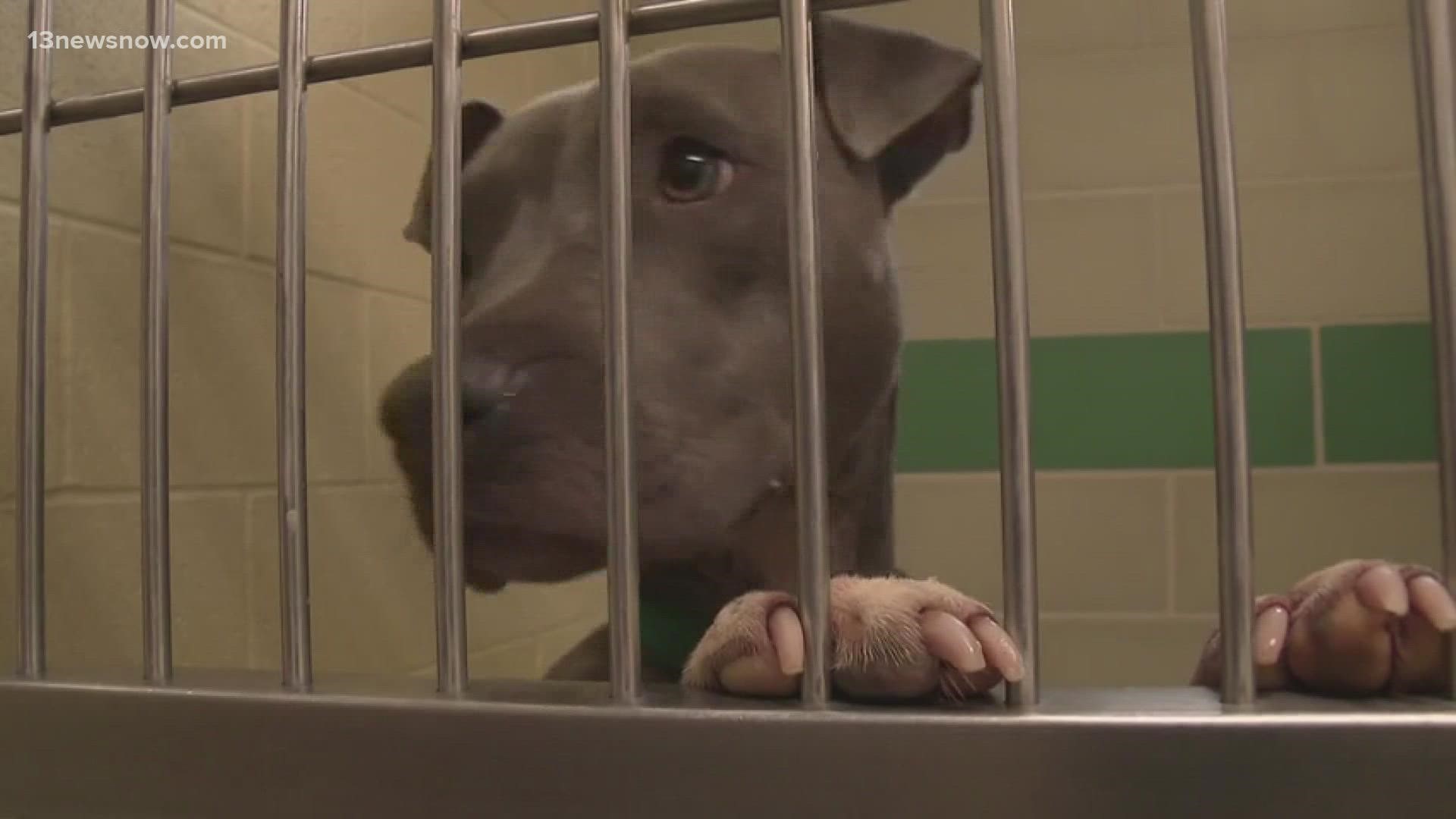 Peninsula Regional Animal Shelter works to reunite pets with families after  Fourth of July 