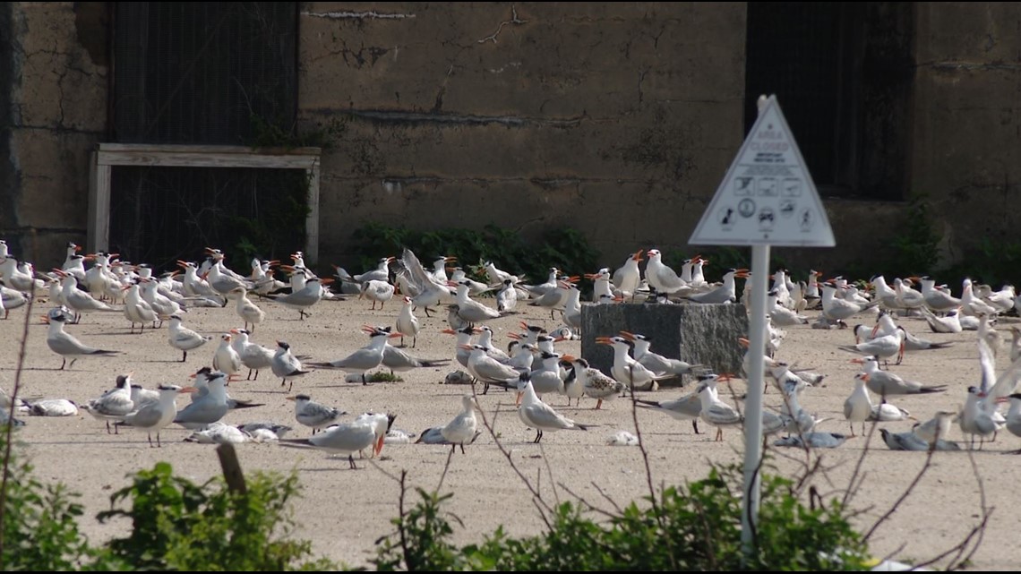 Conservation efforts for Hampton's island of birds underway - Vimarsana News