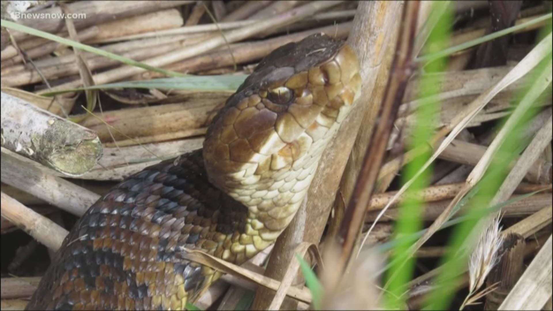 Experts warn residents not to try and remove snakes on their own because it's easy to confuse snake breeds and there are some venomous ones in the area.