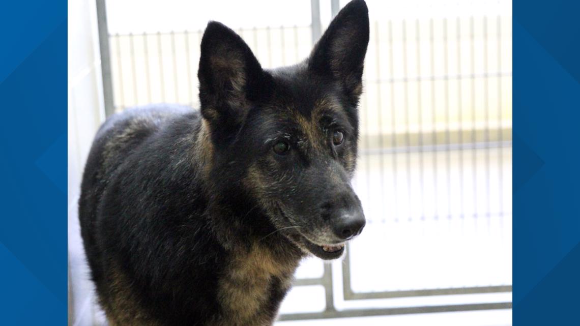 Virginia Beach SPCA given grant to help care for senior dogs