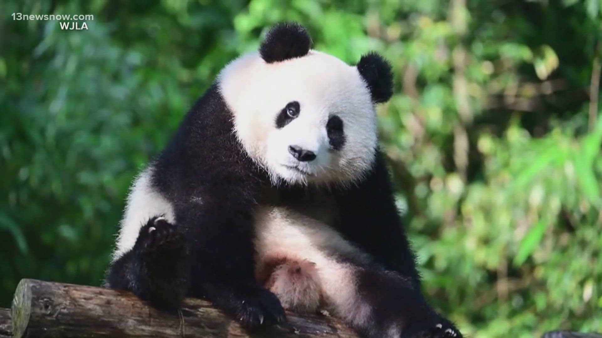 Bao Li and Qing Bao landed at Dulles Airport just hours ago.