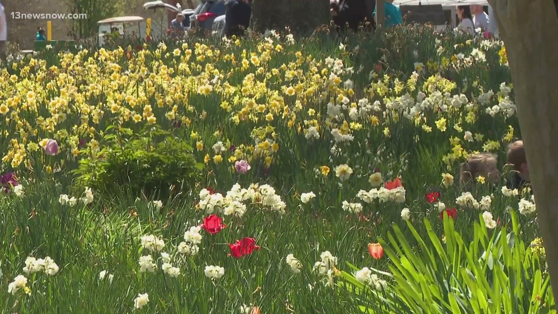 Hundreds attend 37th annual Gloucester Daffodil Festival