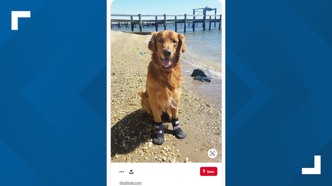 BENTLEY AND FRIENDS Pet trends 2020