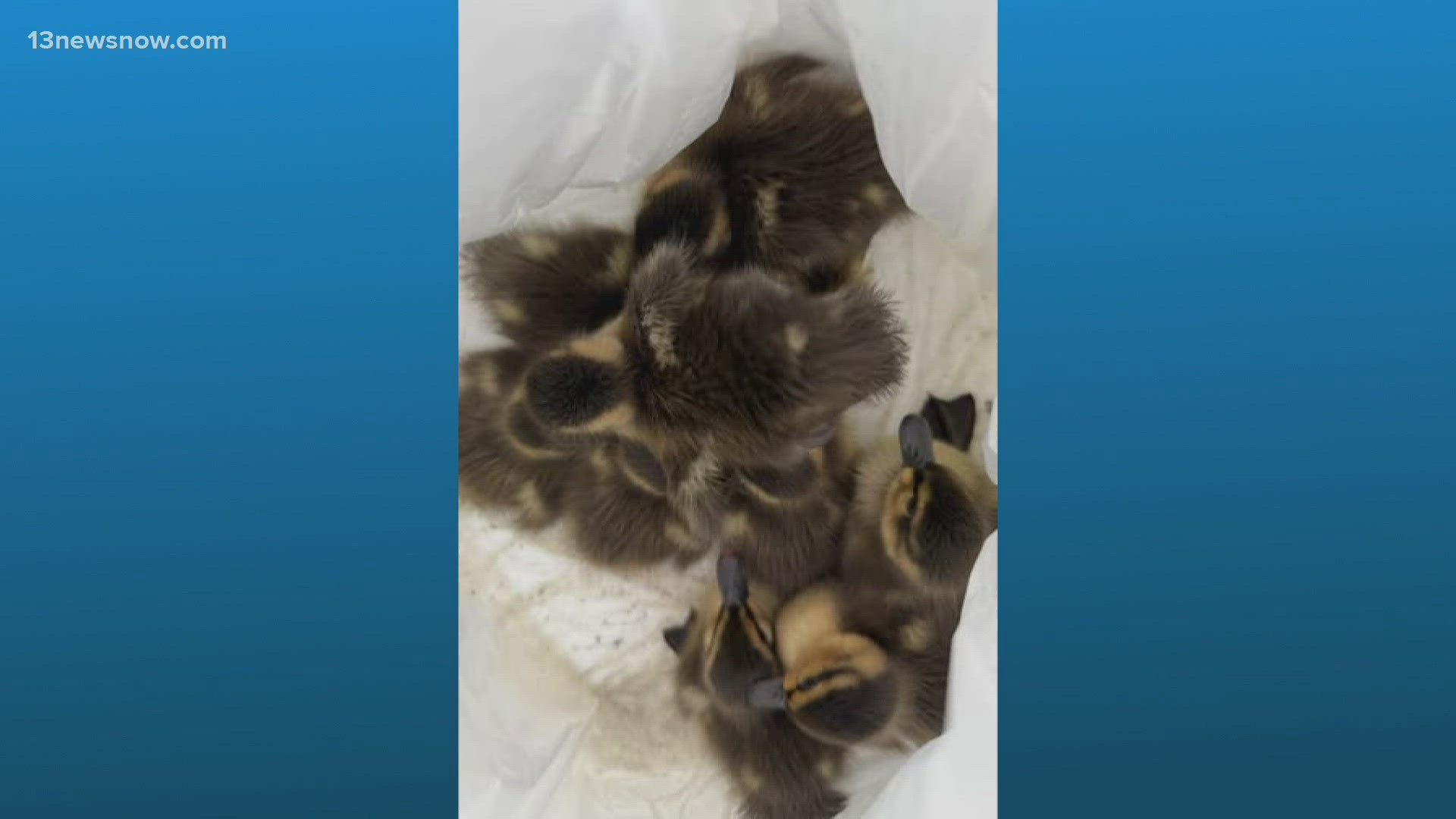 Ducklings rescued from York County storm drain | 13newsnow.com