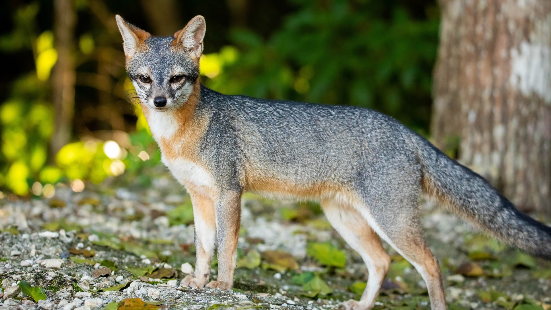 Wild fox bites 5 people, dog and cat in Williamsburg 