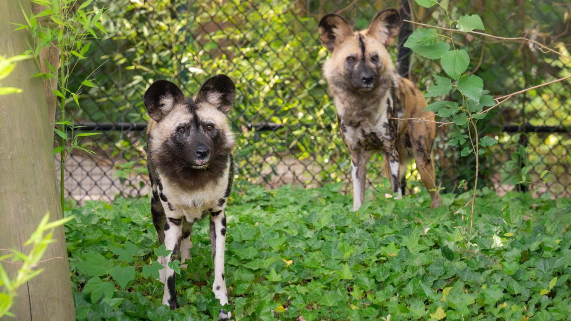 Virginia Zoo welcomes the arrival of a pair of African painted dogs ...
