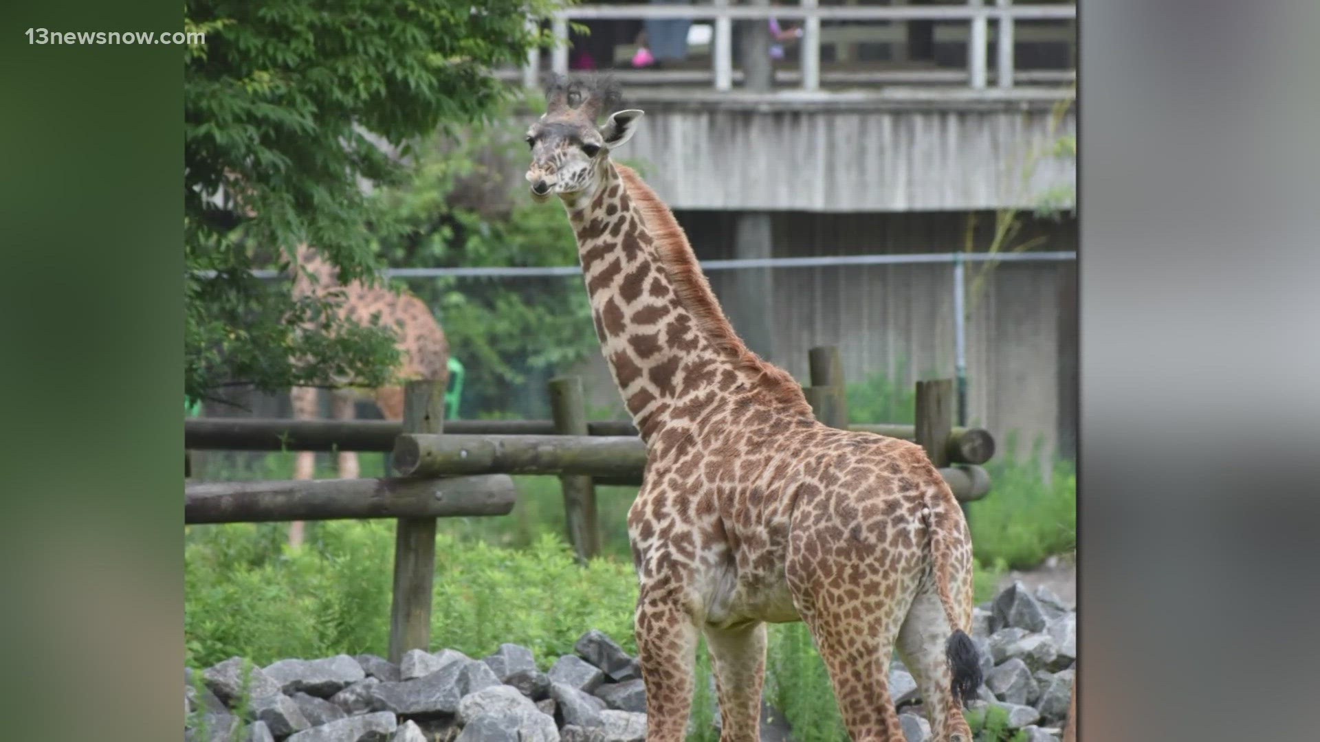 Mchanga was sold to a private facility in Texas to help grow the Masai giraffe population.