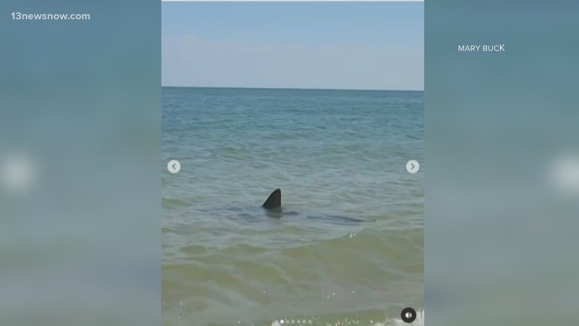 Virginia Beach Shark Sightings: A Comprehensive Guide