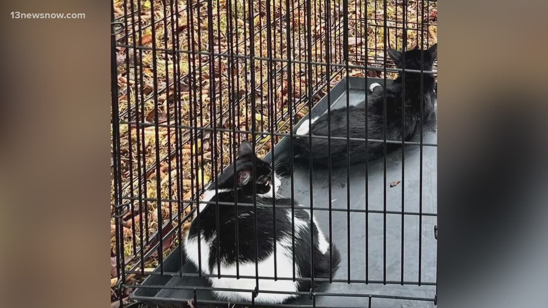 As firefighters worked to rescue the cats, officials say some of the felines bit through their gear, leaving bite and scratch marks.