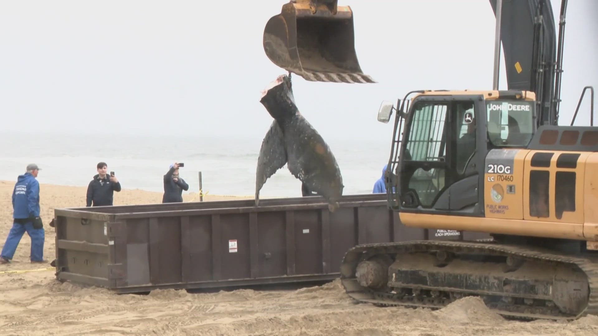 Marine experts are investigating after two dead whales were found in Virginia Beach in less than 24 hours