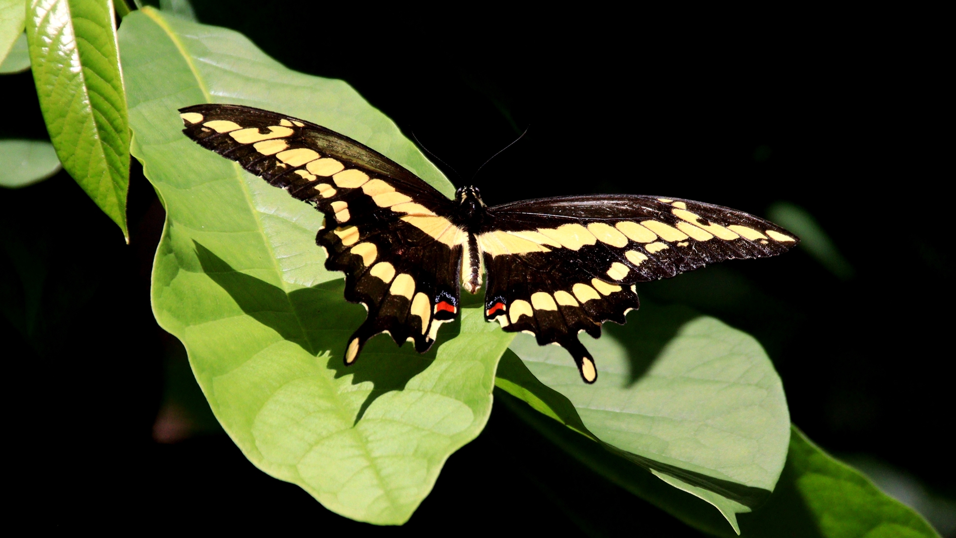 The Norfolk Botanical Garden's Butterfly House began as a temporary exhibit in 2009, but has since become a fan-favorite attraction. Credit: Norfolk Botanical Garden