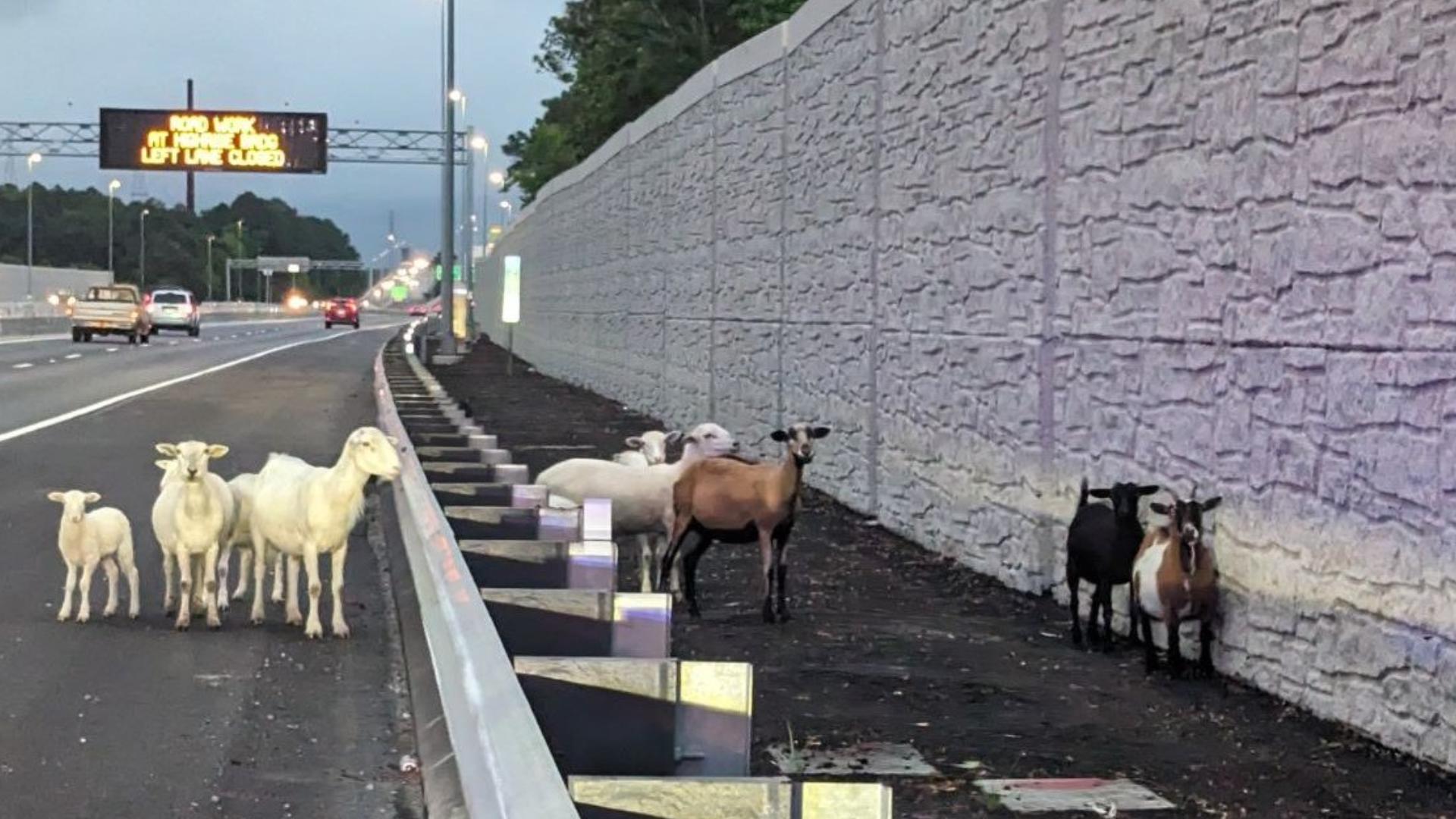 VSP officials wrote that Chesapeake Animal Control helped rectify the situation with the goats' safe return home.