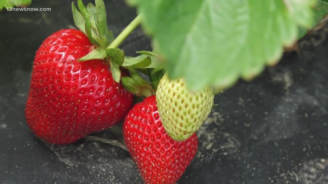 13News Now Vault A look back at the first Pungo Strawberry Festival