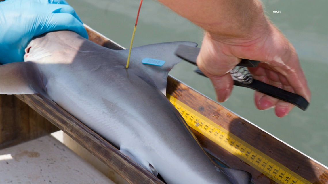 Baby sharks spotted often in Chesapeake Bay