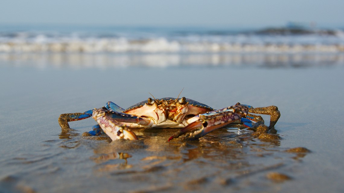 Chesapeake Bay blue crab population remains healthy and sustainable,  despite population decline