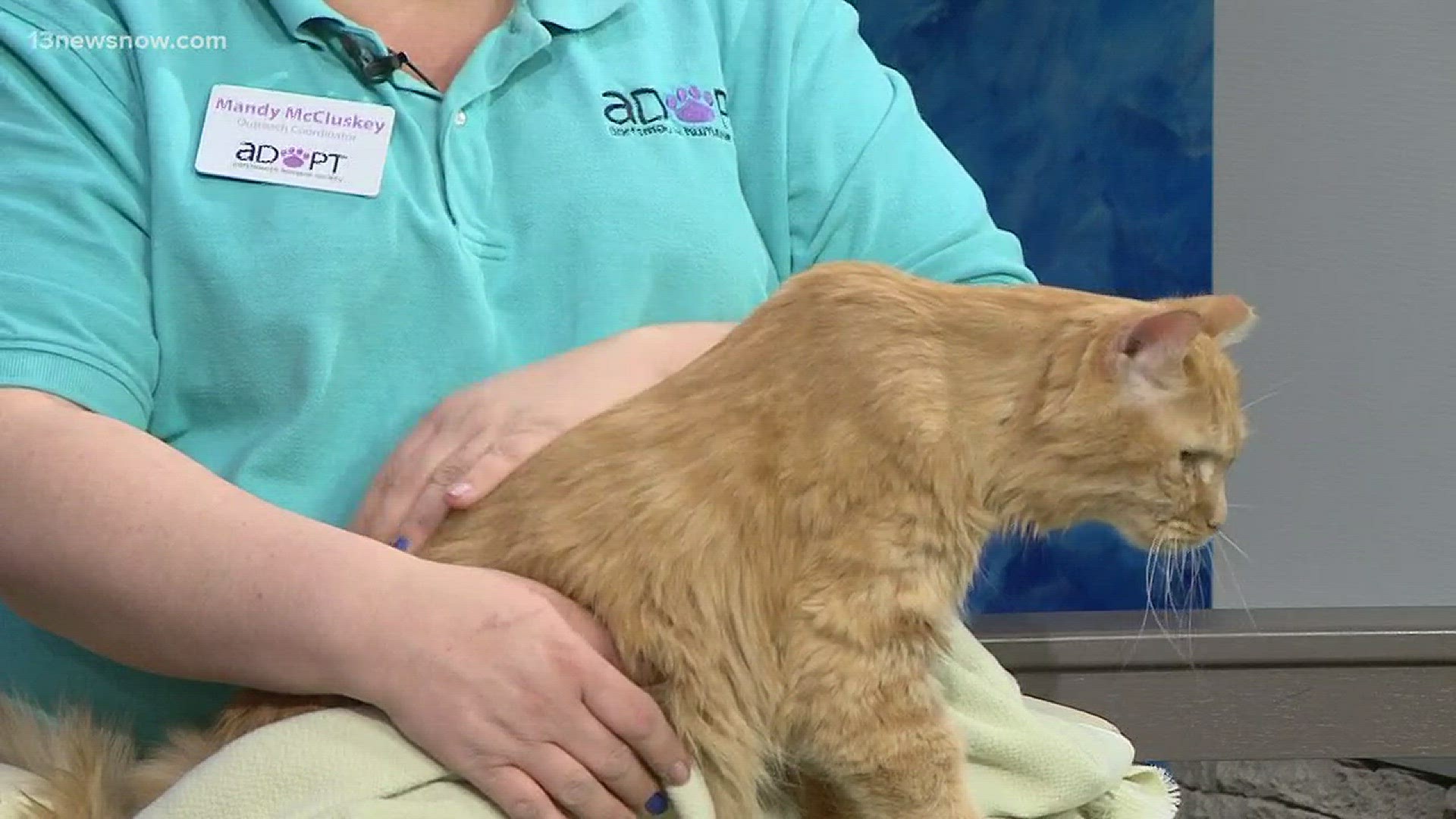Fritz is looking for his forever home! You can find him at the Portsmouth Humane Society.