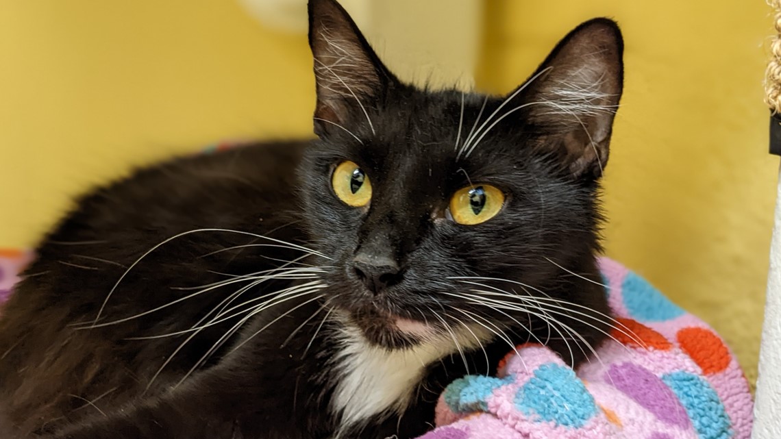 Virginia considers making cat declawing illegal