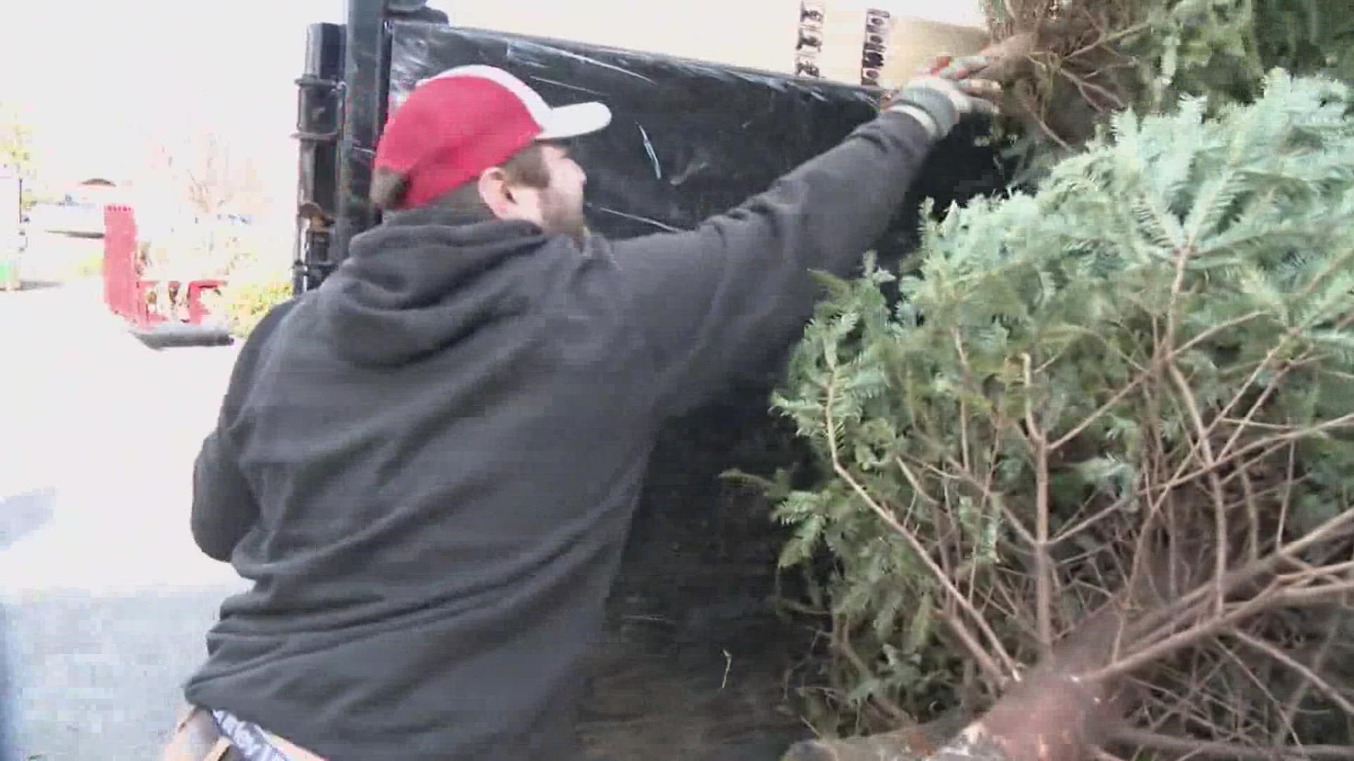 Chicho's Pizza has been collecting and recycling trees for several years. This year's batch will help beaches in both Virginia Beach and on the Outer Banks.