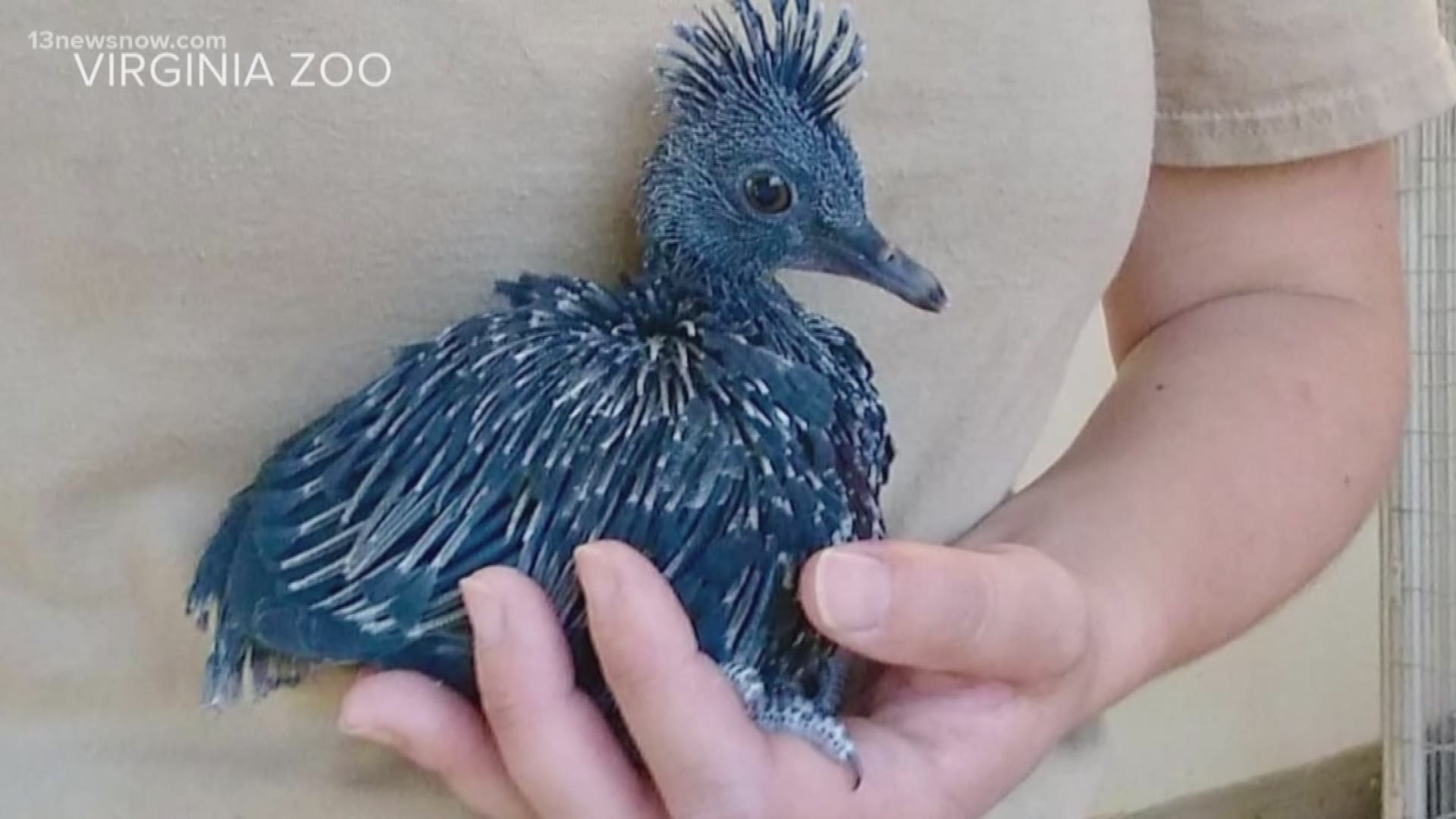 The Virginia Zoo has a new resident, a Victoria crowned pigeon chick. It hatched on March 28.