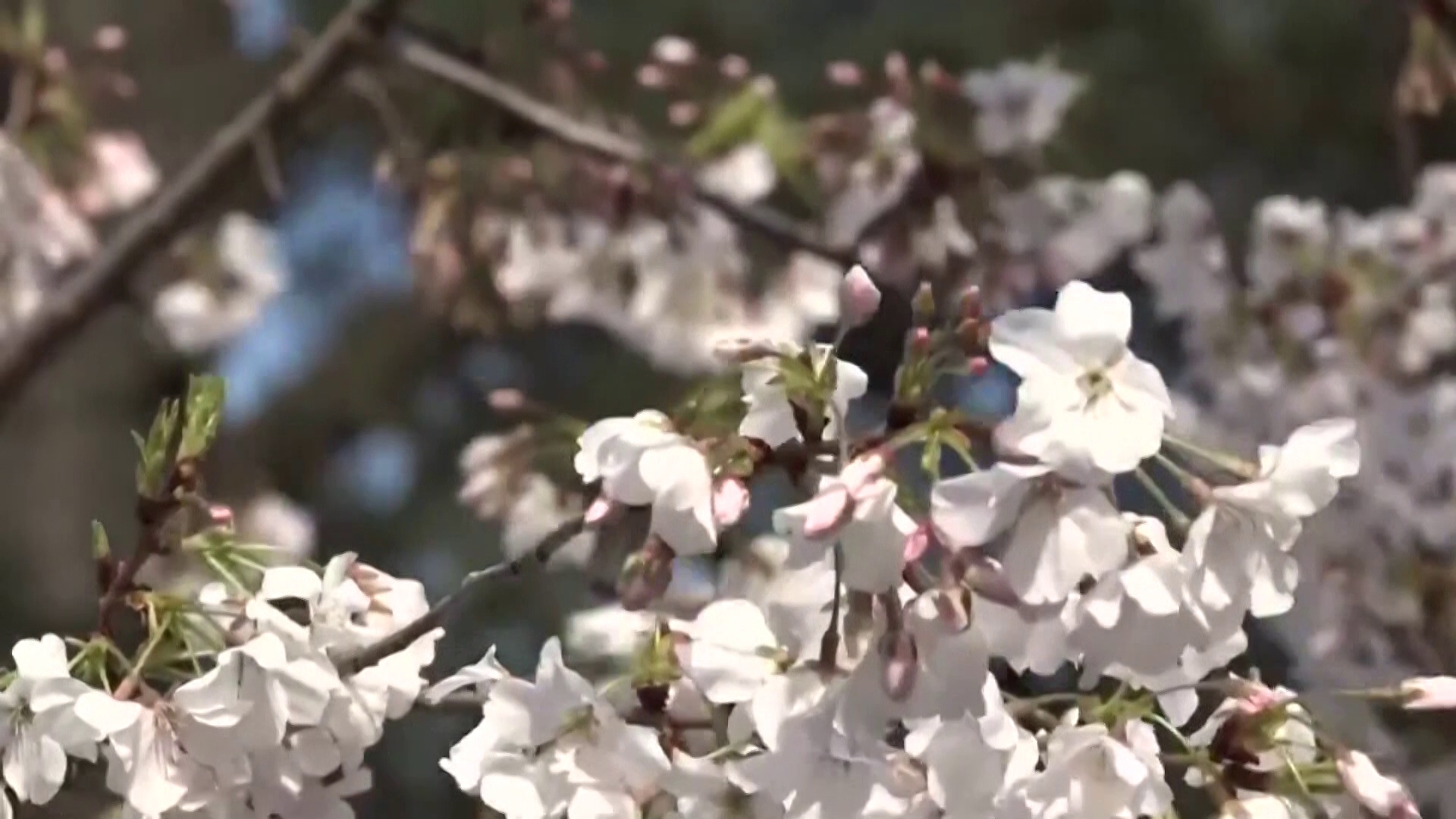 Meteorologist Taylor Stephenson explains the science behind a pollen bomb and which weather conditions spark the highest pollen counts.