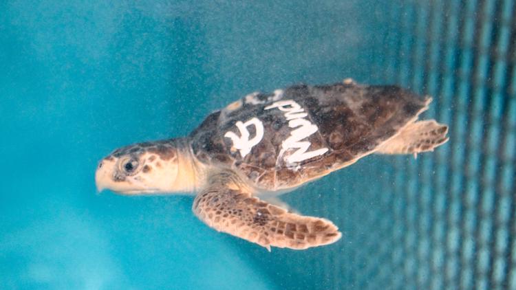Virginia Aquarium responds to record-breaking 58 hooked sea turtles so far in 2022
