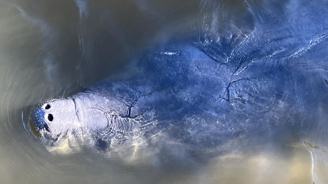Outer Banks sees increase in Florida manatee sightings with summer migration underway