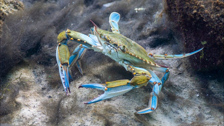 Chesapeake Bay's blue crab population improves after hitting record lows in 2022