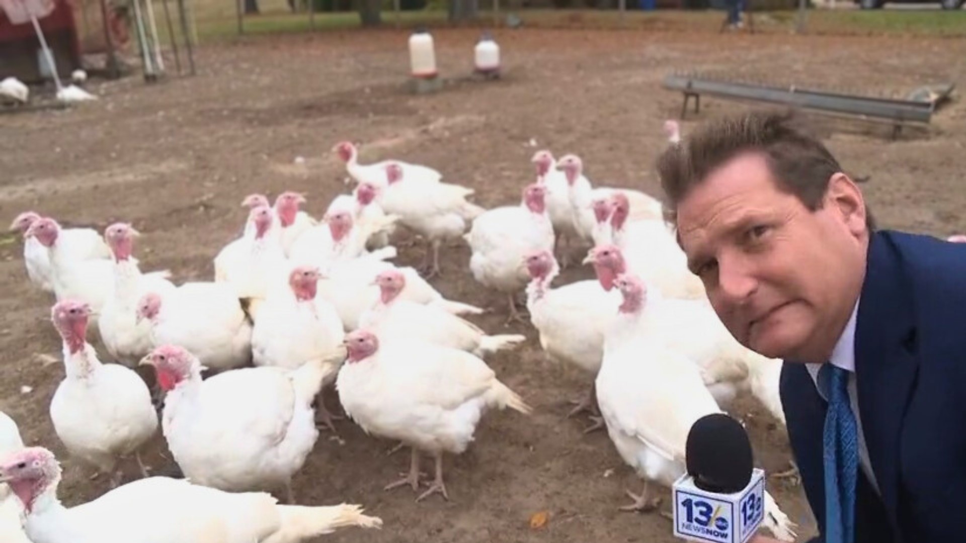 Weather can impact many kinds of livestock... turkeys are no exception. Barometric pressure, wind speed and temperatures have surprising effects on their gobbles.