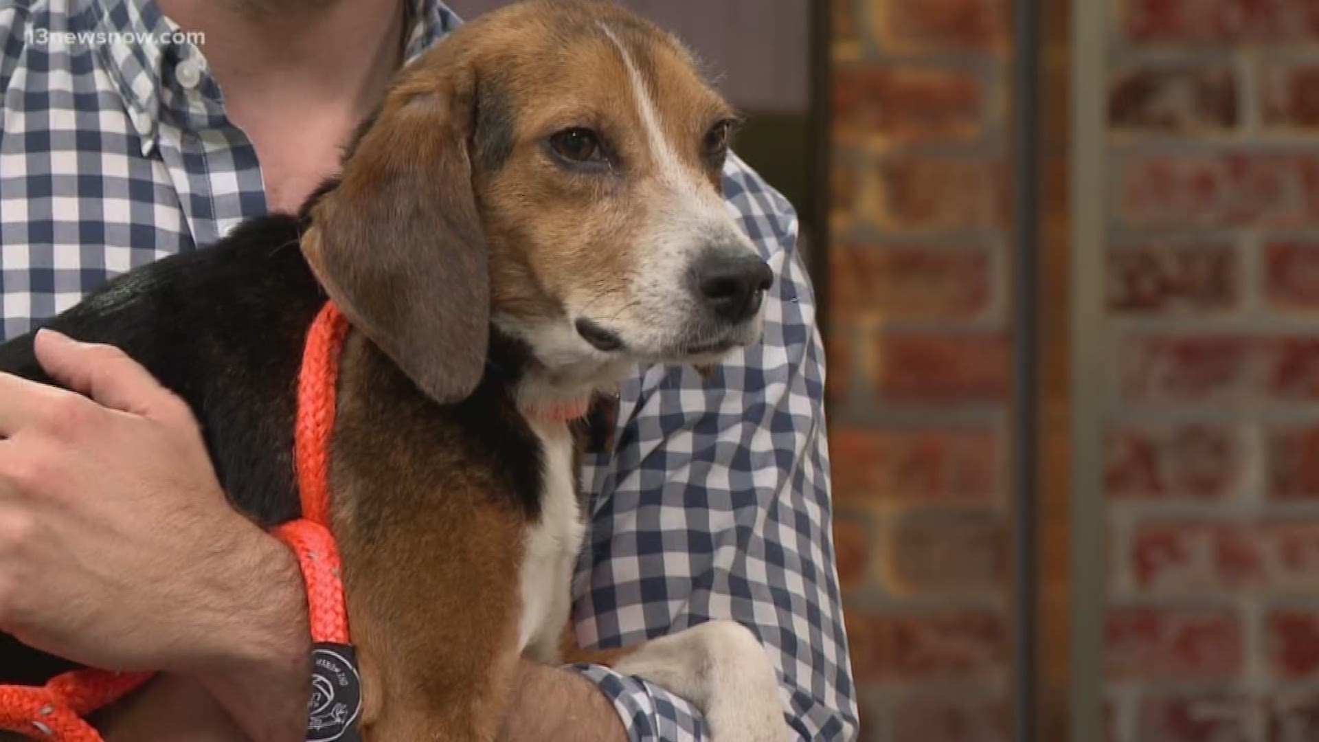 John Wayne, a two-year-old Beagle mix, is looking for his forever home.