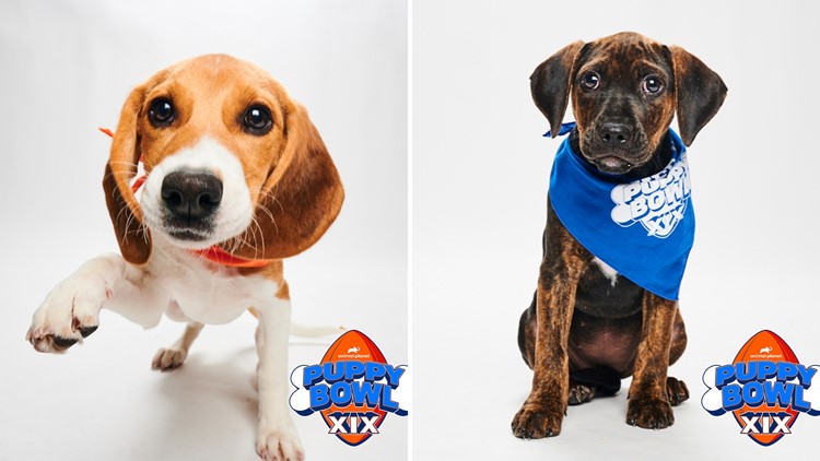 Meet the dynamic duo: Here are the local rescue pups that will be competing in the 2023 Puppy Bowl.