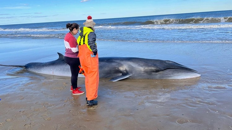 Endangered sei whale stranded on beaches of Outer Banks