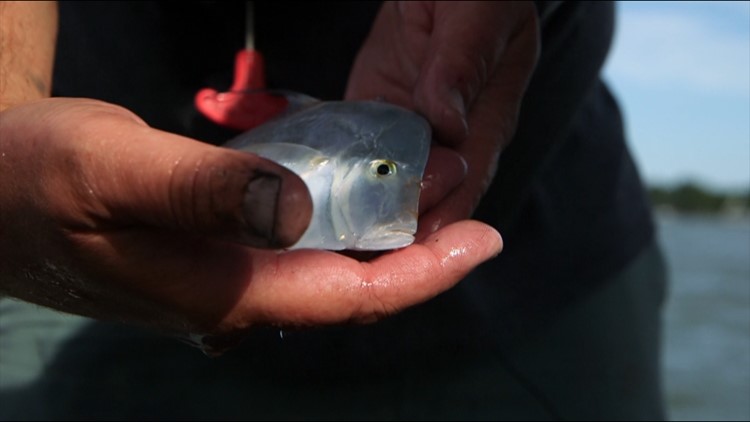 Turning the Tide | Fish diversity improving in Elizabeth, Lafayette rivers