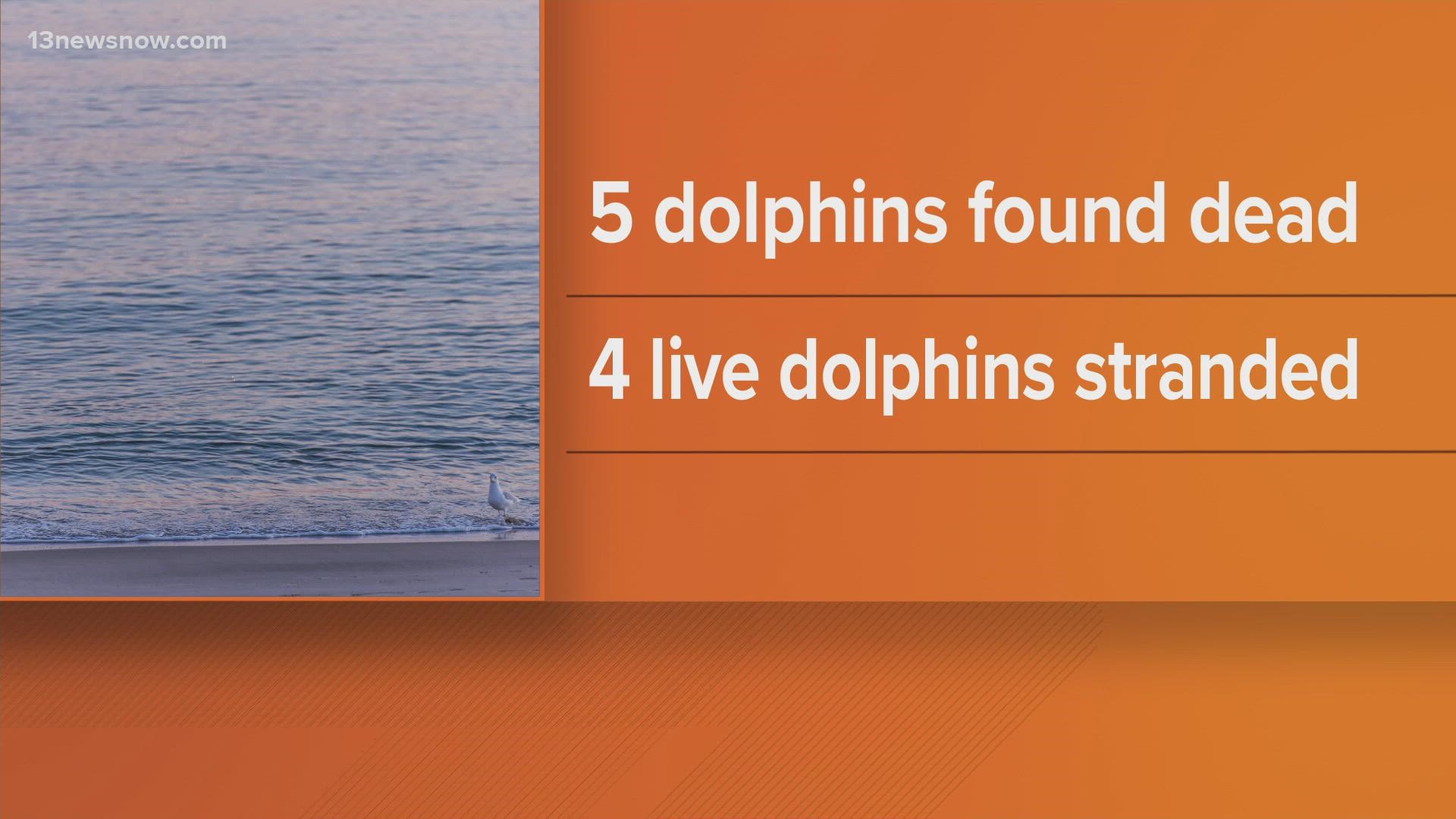The Virginia Aquarium & Marine Science Center is investigating the deaths of five dolphins who were found in shallow waters along Virginia’s coast.