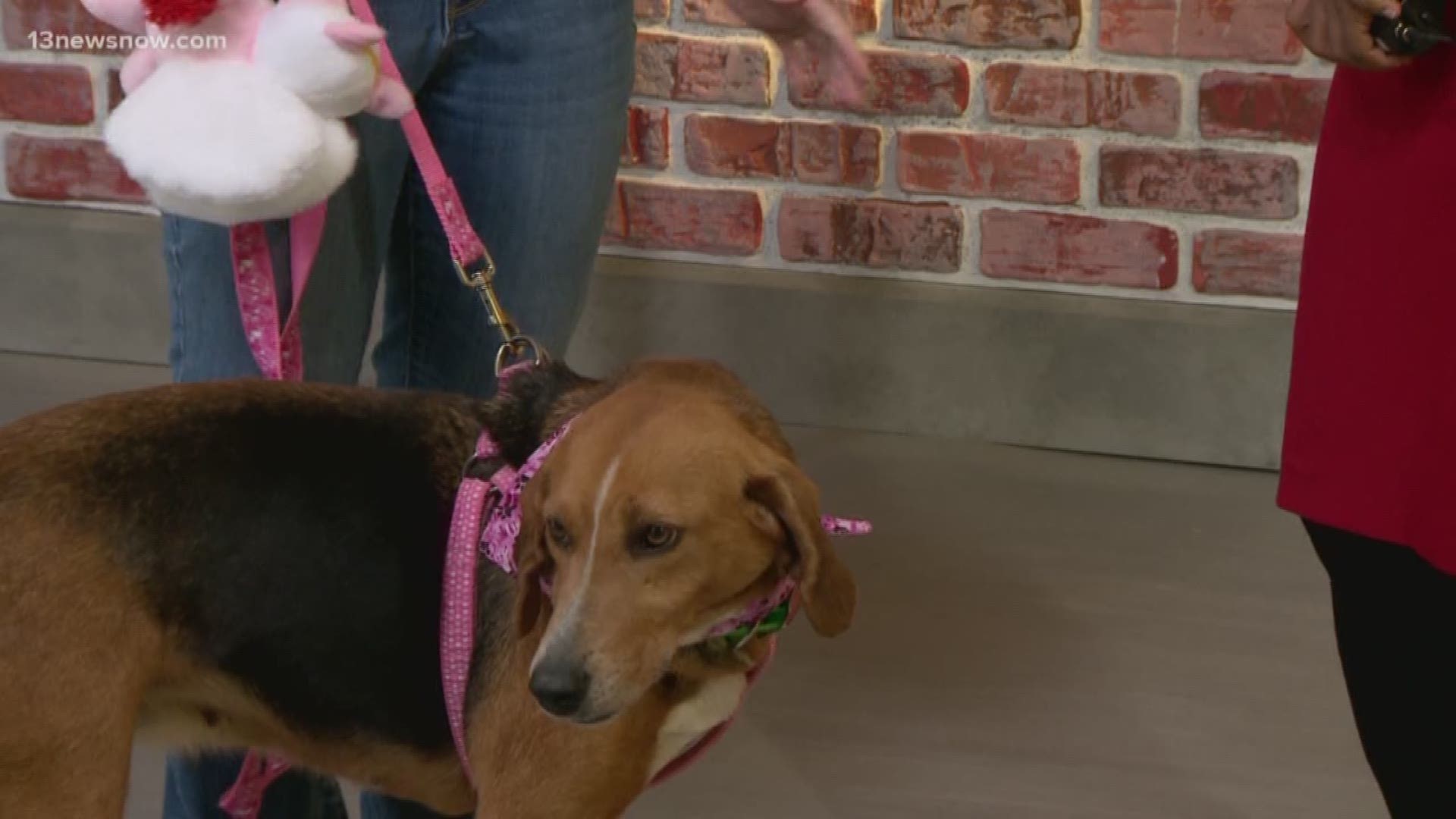 The Isle of Wight County Animal Shelter brought in Bailey who is looking for a family to adopt her.