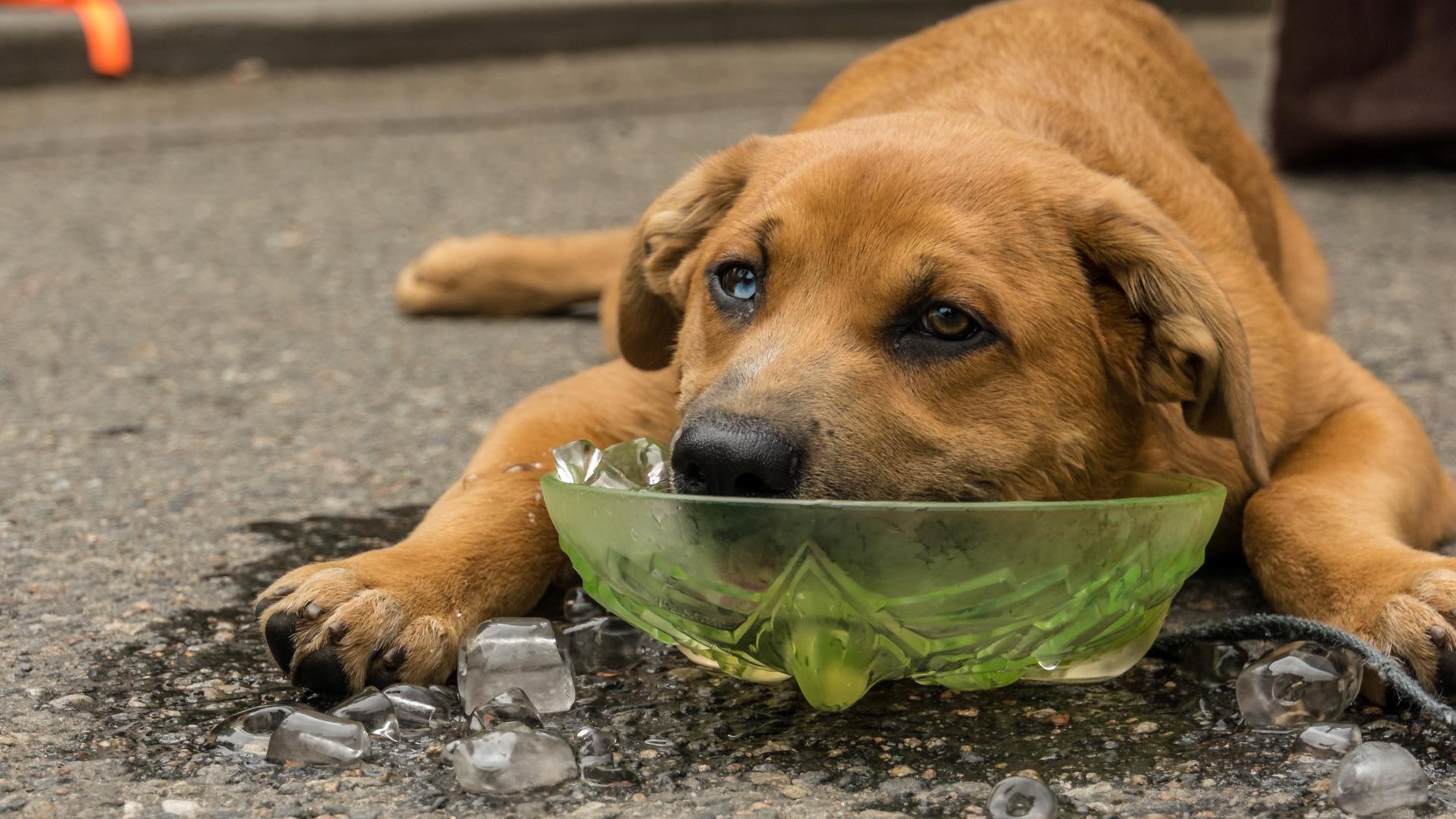 What are the "dog days of summer," and how did they get their name?