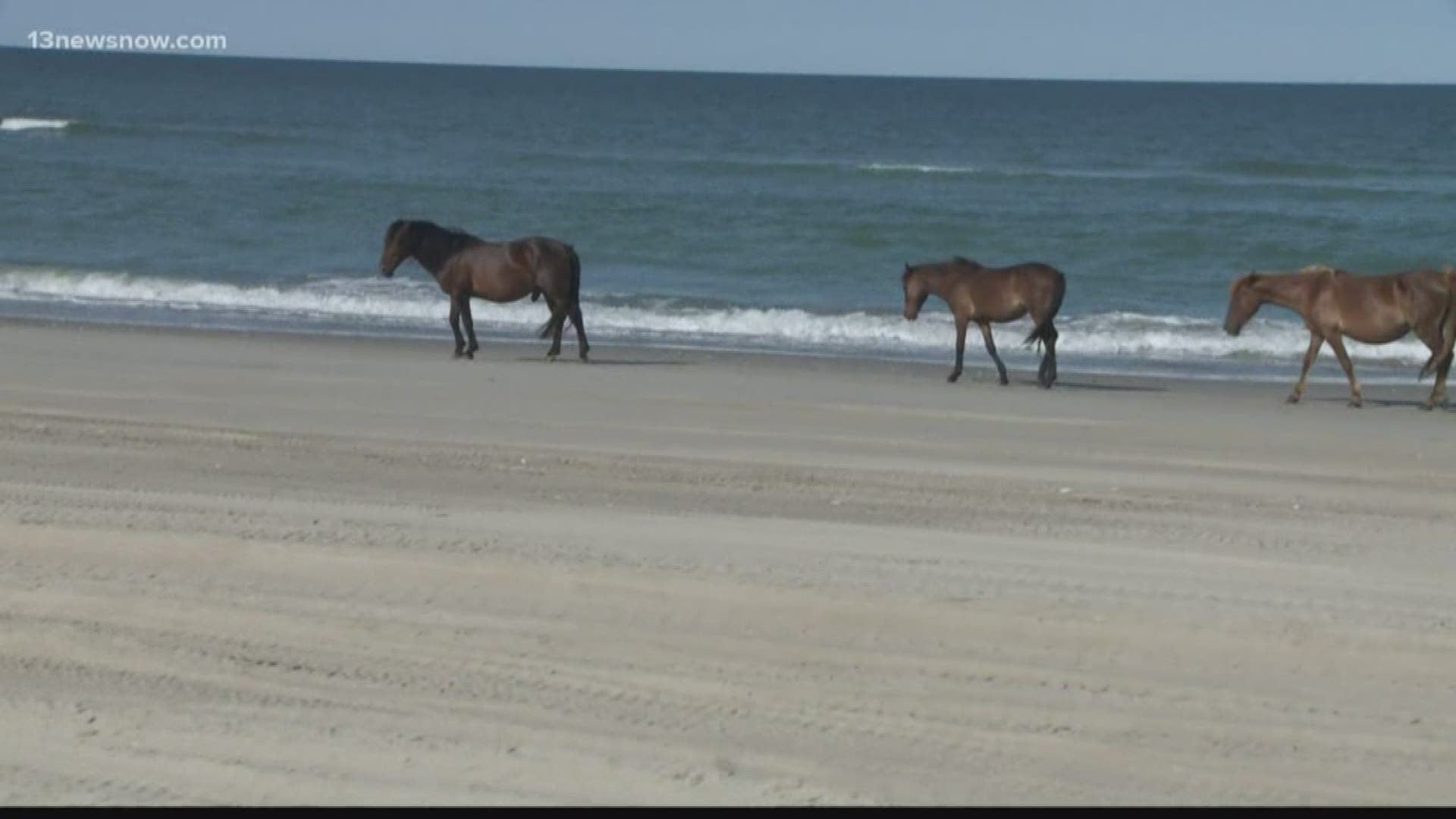 The tour guide for Wild Horse Adventure Tours says the horses' majestic beautify brings in thousands every summer, but many of them are getting their vehicles stuck in the soft sand.