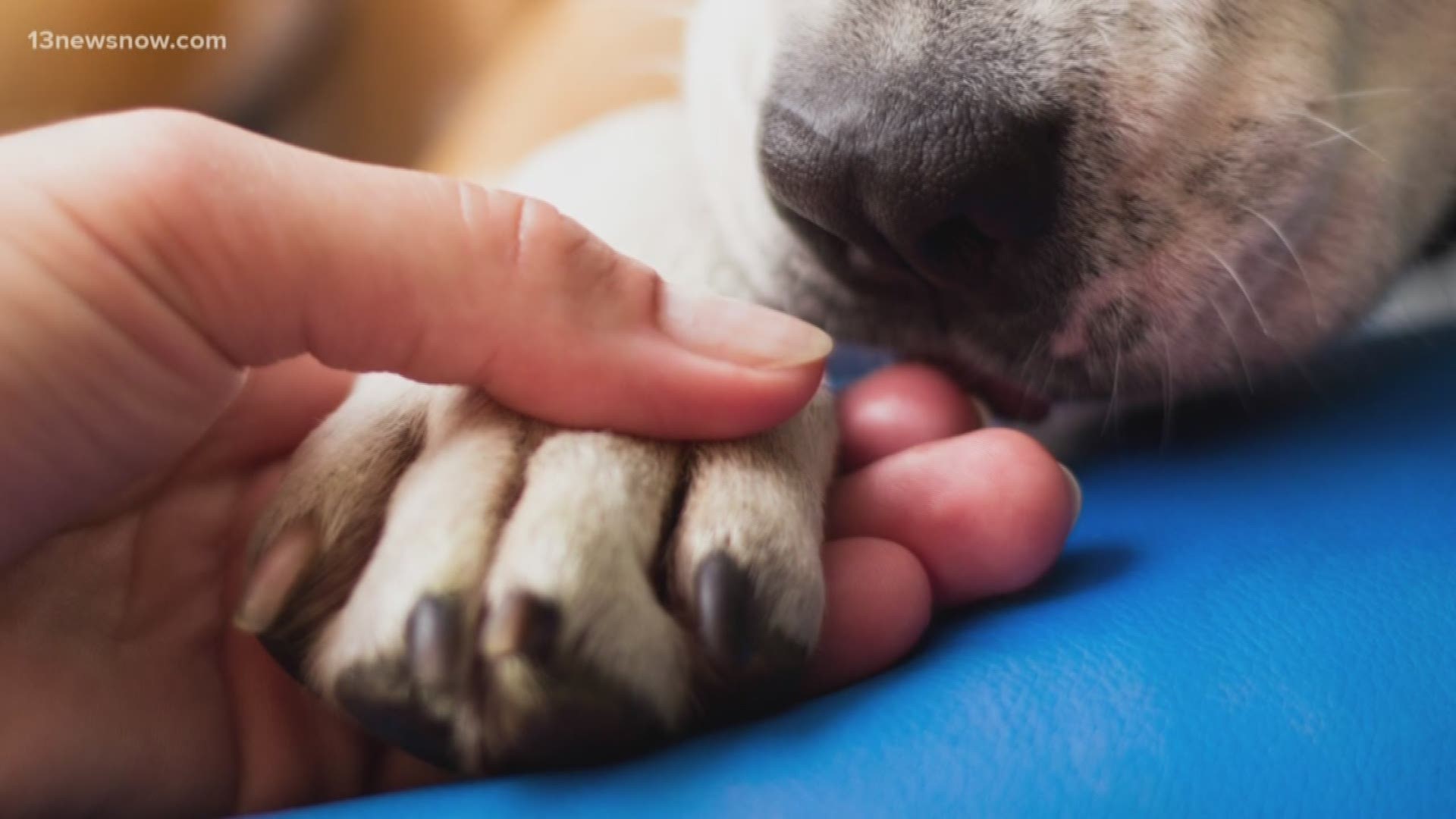 13News Now Meteorologist and his dog Bentley went to a professional to see how to spot and prevent skin cancer in dogs.