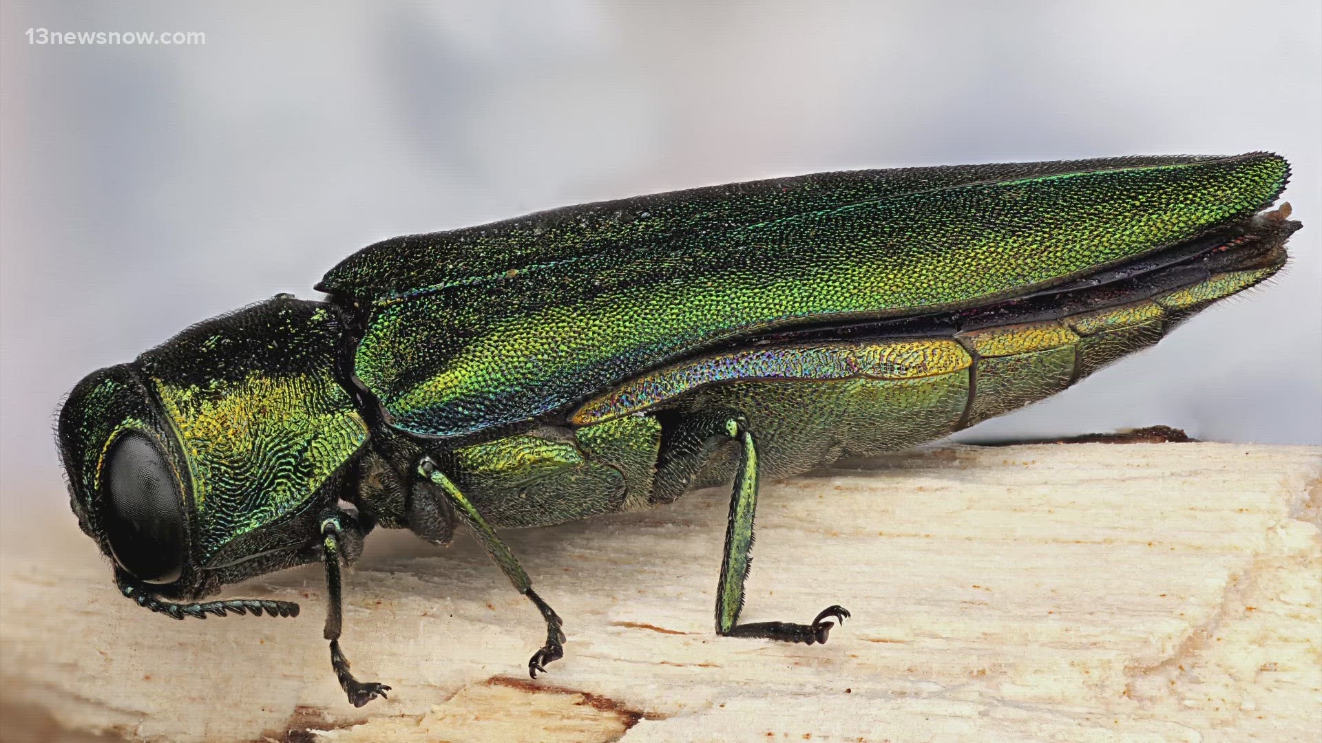 The U.S. Department of Agriculture described the Emerald Ash Borer as "the most destructive invasive forest insect ever to have invaded North America."