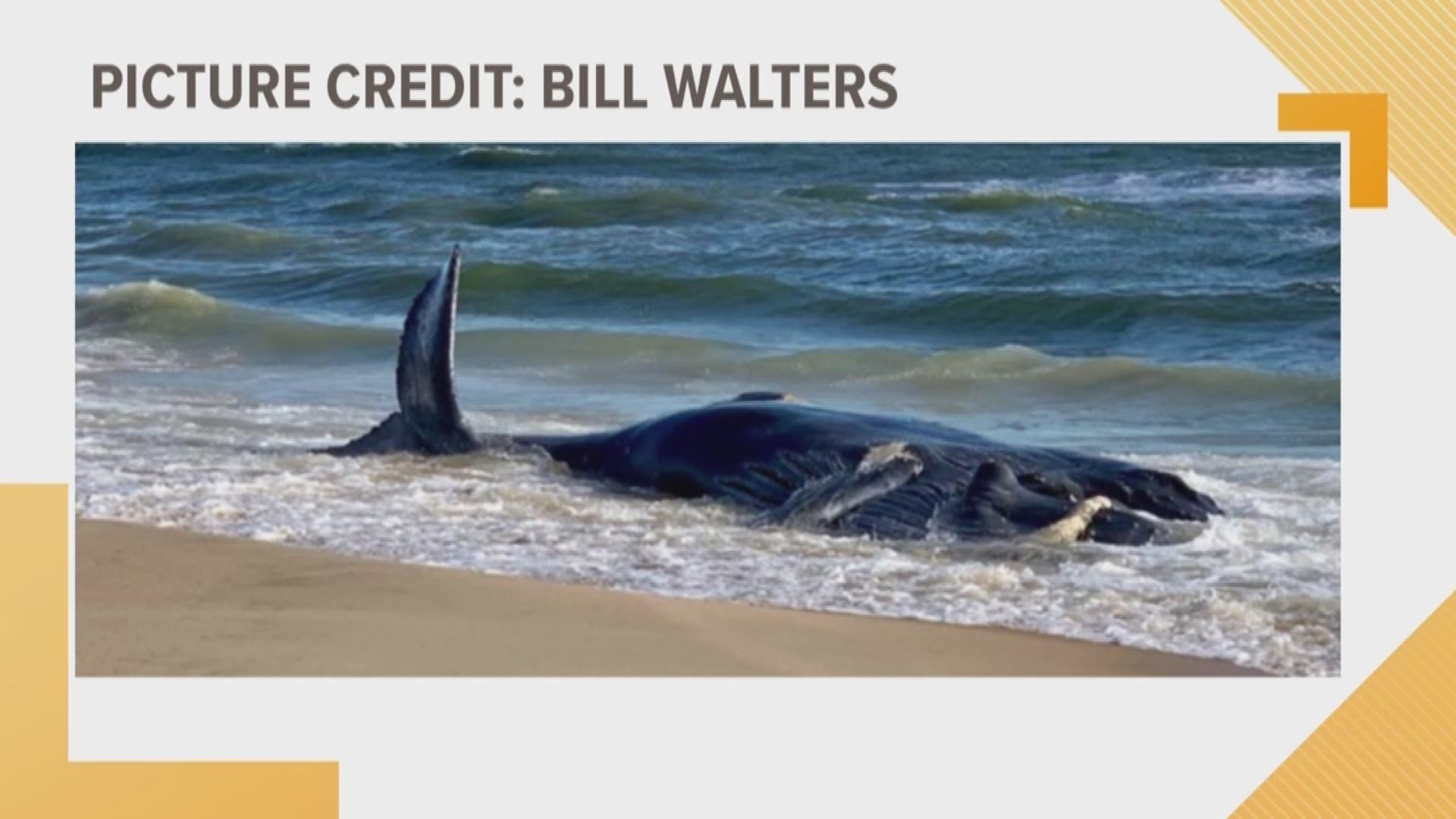 A young, dead whale washed up on the north end of Virginia Beach. One staffer from the Virginia Aquarium said it was "pretty decomposed."