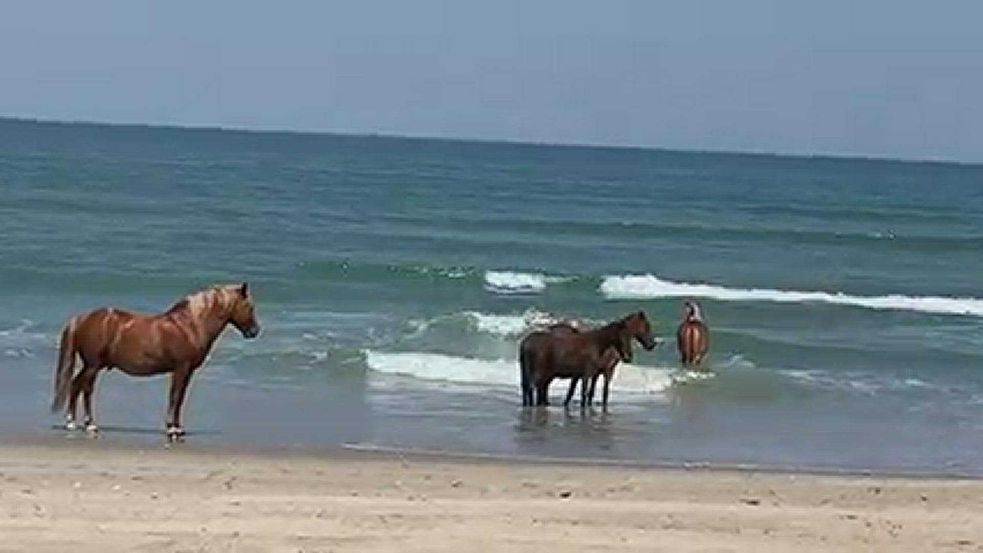 Some days, it gets hot enough on the beach that even the horses decide to go for a swim! Video credit: Corolla Wild Horse Fund