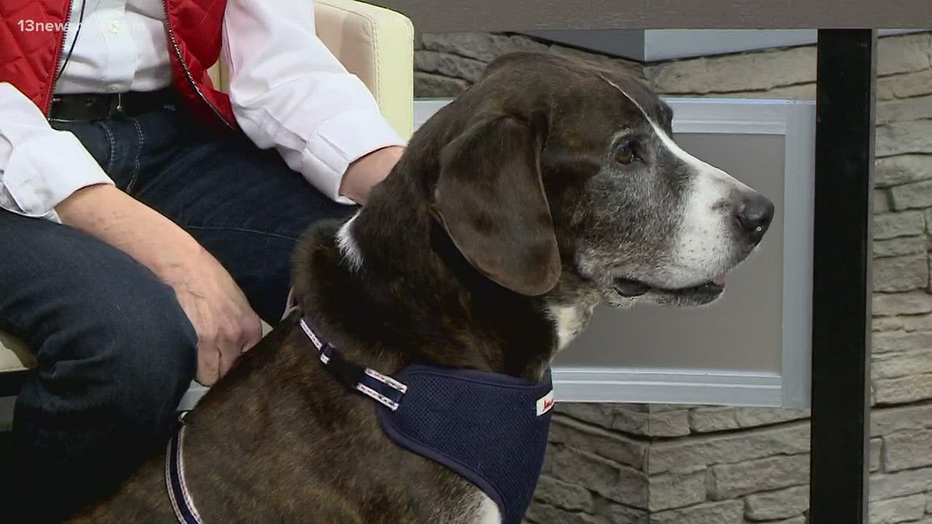 The Peninsula SPCA brought a special guest to the 13News Now studio to find him a forever home!