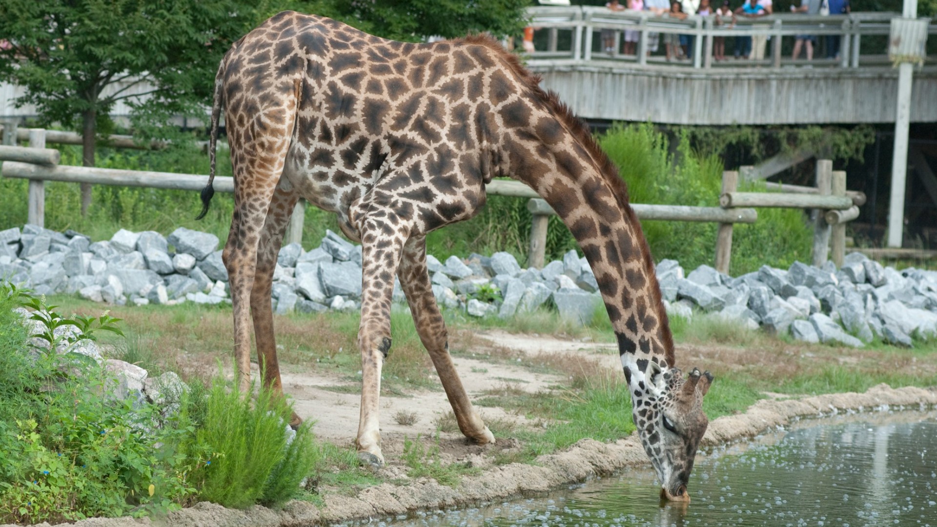 Virginia Zoo announces the passing of Masai giraffe, Billy