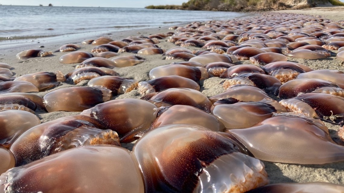 Swarm of jellyfish washes up on Ocracoke, Outer Banks - Vimarsana News