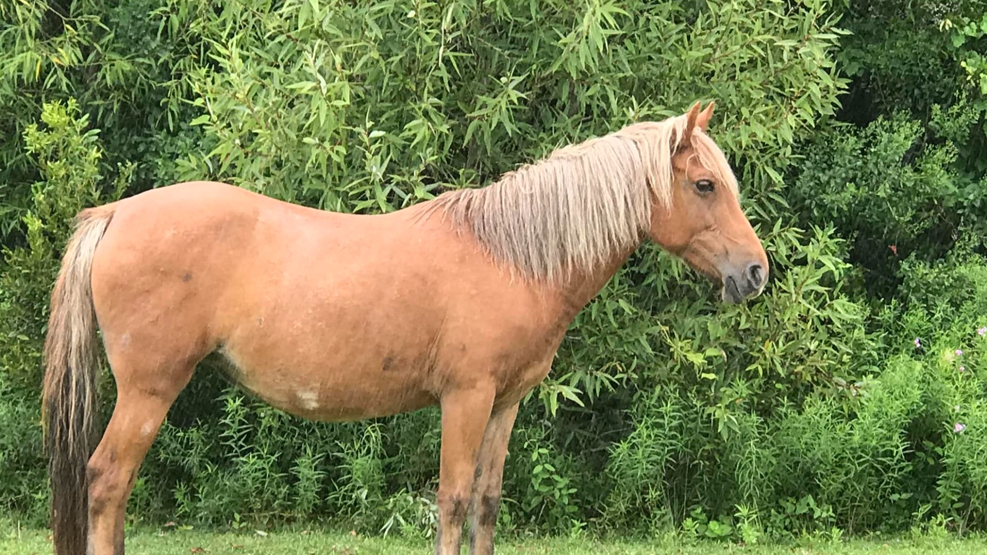 The Corolla Wild Horse Fund has stated that their 12-year-old wild mare Caroline tragically died after being in an altercation with a wild stallion.
