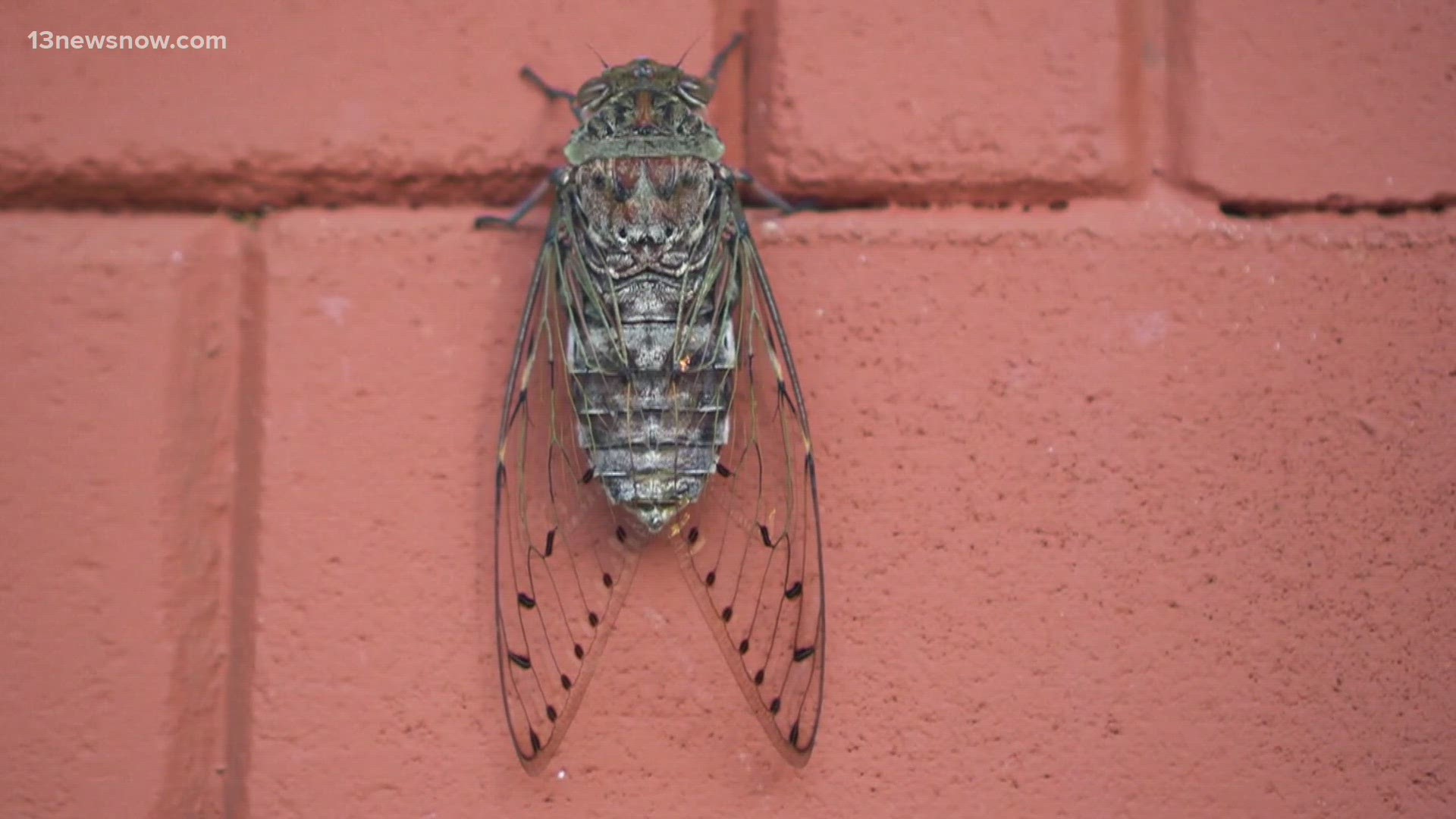 This is the first time we'll see this many cicadas since the 1800s due to the time frames of their emerging lining up.