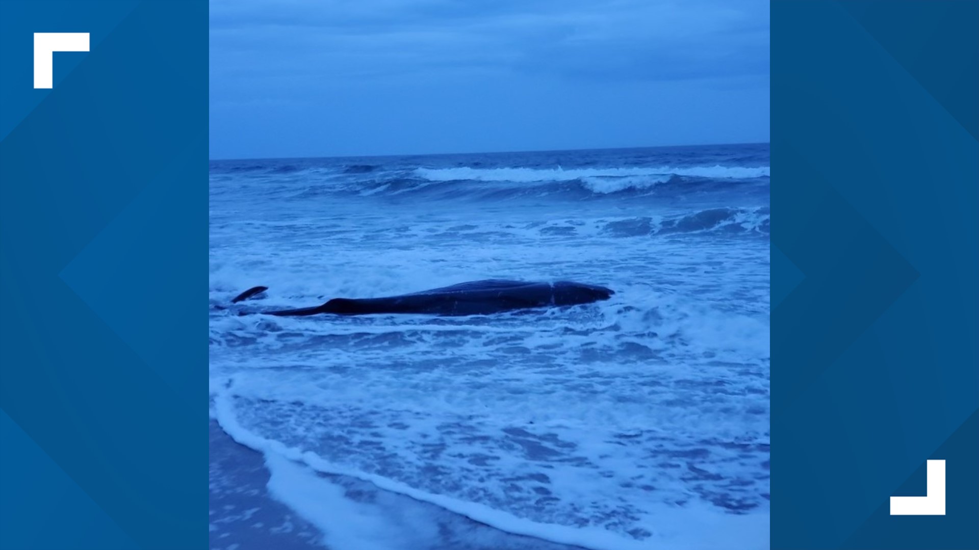 Sperm whale stranded near Jennette's Pier in Nags Head | 13newsnow.com